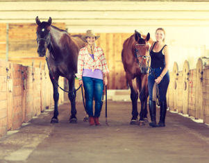 Elevage et soin de chevaux