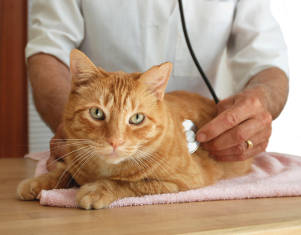 formation santé animale