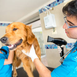 Offre d emploi toiletteur d'animaux