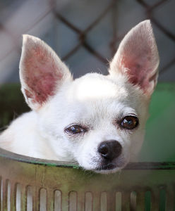 Chihuahua dans une cage