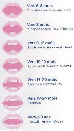 évolution dents bébé