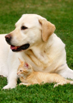 Illustration chien et chat dans l'herbe