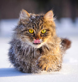 Illustration soins du chat en hiver