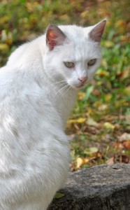 chat blanc dans un cimetière