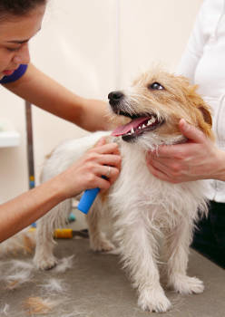 Chien Jack Russel en train d'être soigné