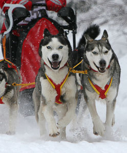 Chiens de traineau