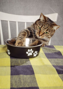 Chat qui mange à table