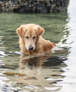 Chien dans l'eau qui regarde un poisson