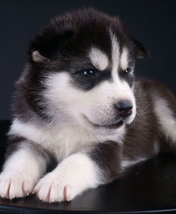 Chiot husky