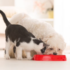 donner à boire aux chiens et chats