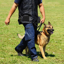 Dresseur avec un chien