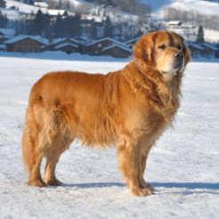 Chien protégé du froid l'hiver, animaux froid