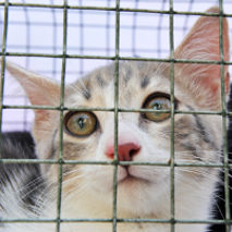 Chat en cage à la SPA