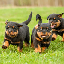 Chiots de race Rottweiler