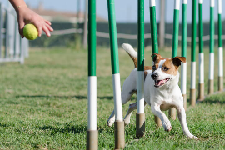 sports à pratiquer avec votre chien