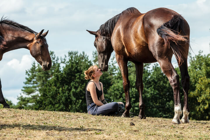 chevaux capables de comprendre les émotions des humains