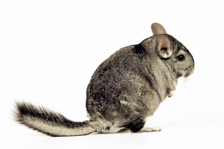 chinchilla