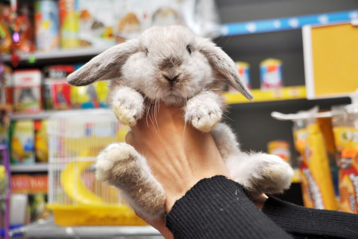 Le lapin, parfait animal pour les enfants ?