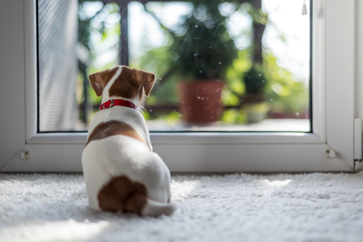 Apprenez à votre chiot comment rester seul