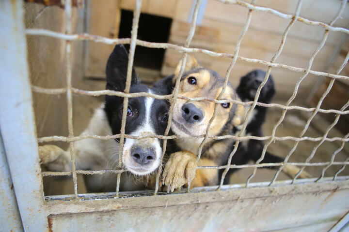 Chiens en cage SPA, Rémi Gaillard