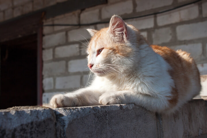 Comment savoir si un chat âgé est malade ,