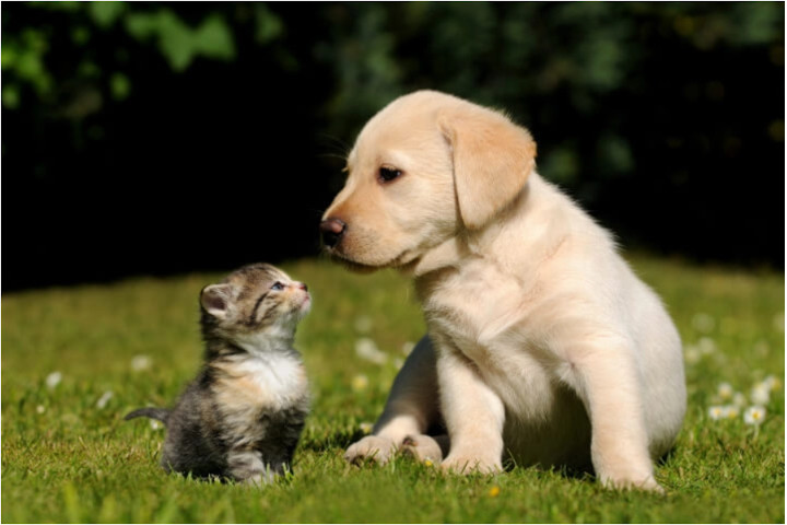 chat sociabilisé