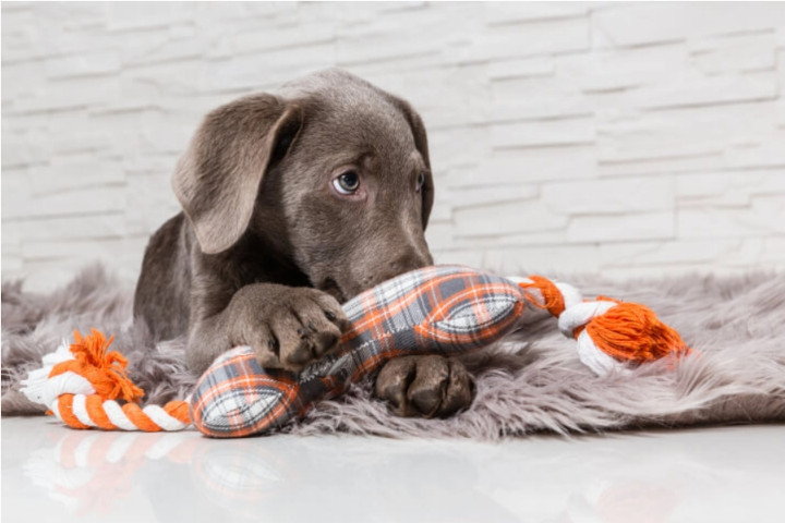 apprendre à un chiot à rester seul la nuit