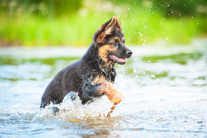 Protéger son chien canicule