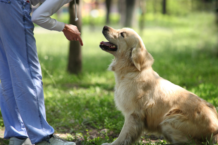 faire garder ses animaux