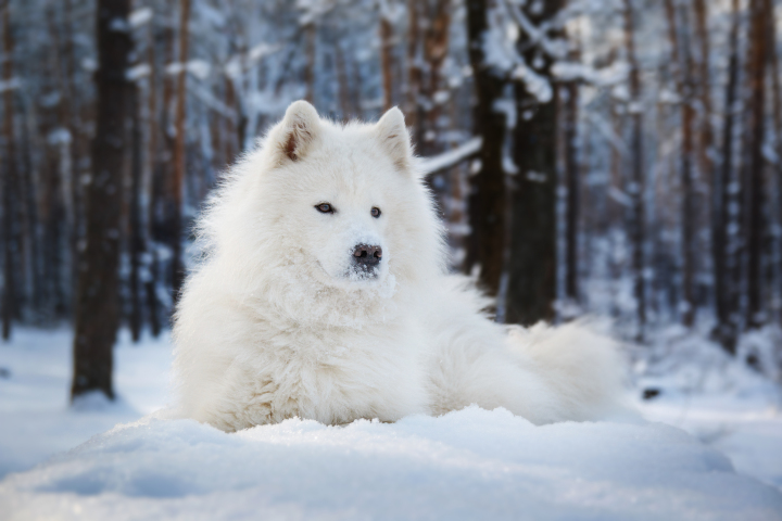 Couverture Chien : Protéger Votre Chien Du Froid