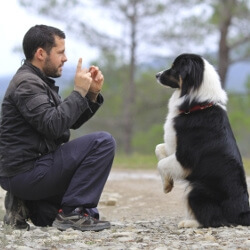 educateur dresseur canin