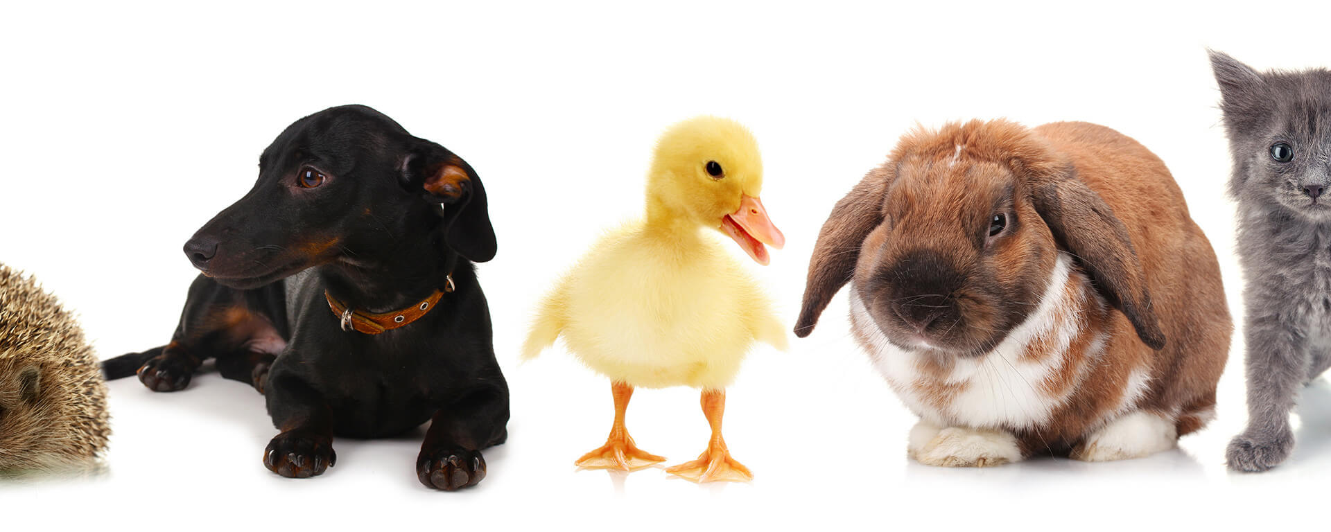 auteur santé animale
