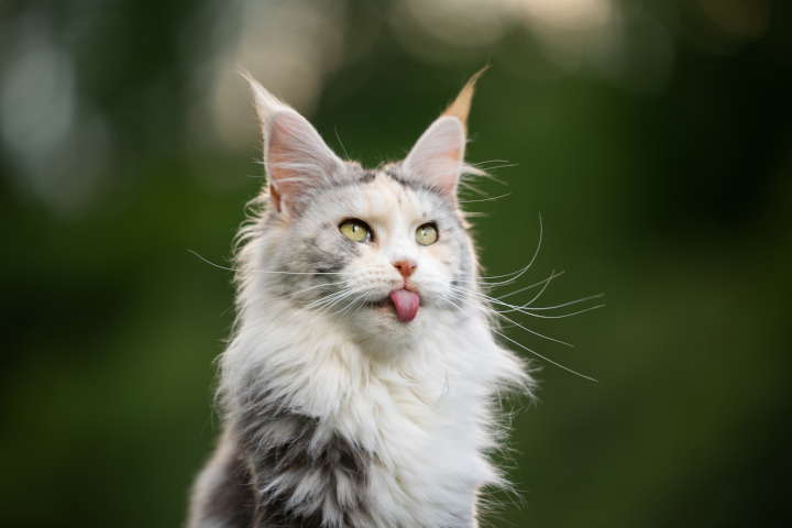 Maine Coon : tout savoir sur cette race de chat !