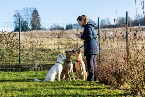 Woman instructing dogs outside éducateur canin