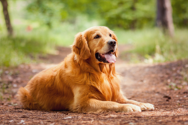 Le Golden Retriever : le chien préféré des français