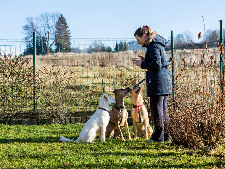 éducateur canin