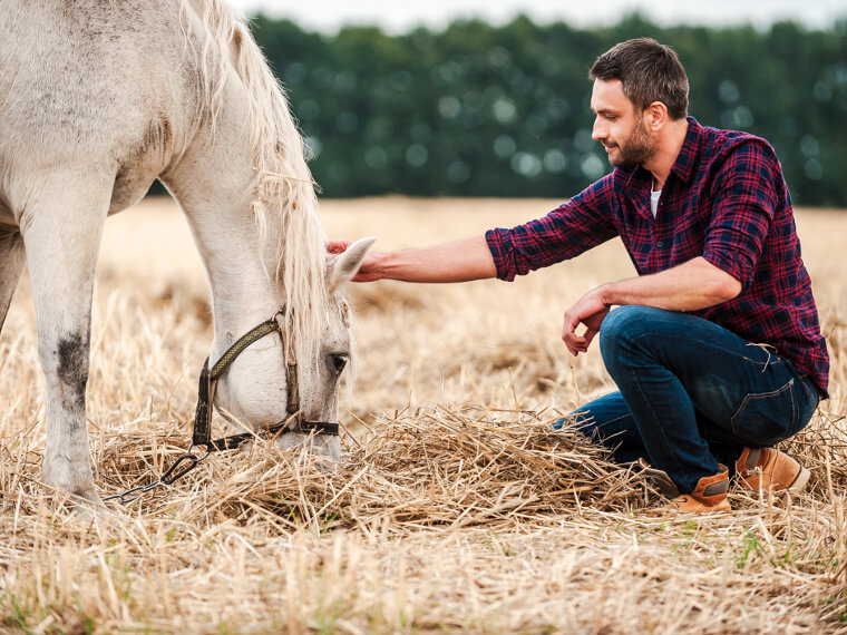 La prise de sang : un outil dans la gestion de l'alimentation du cheval. -  Techniques d'élevage