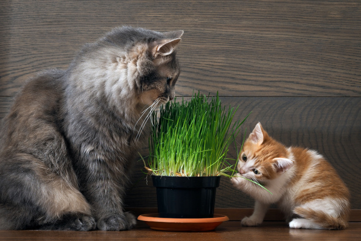 Les 3 choses à savoir sur l’herbe à chat