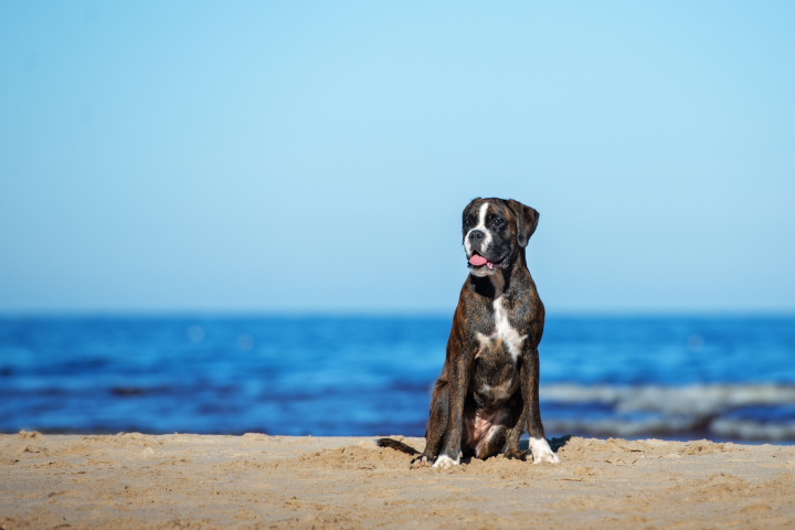 emmener son chien à la plage