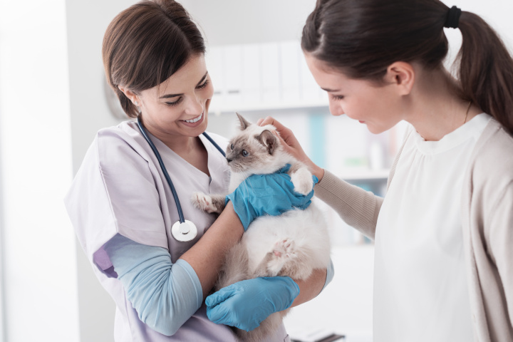 emmener son animal chez le vétérinaire