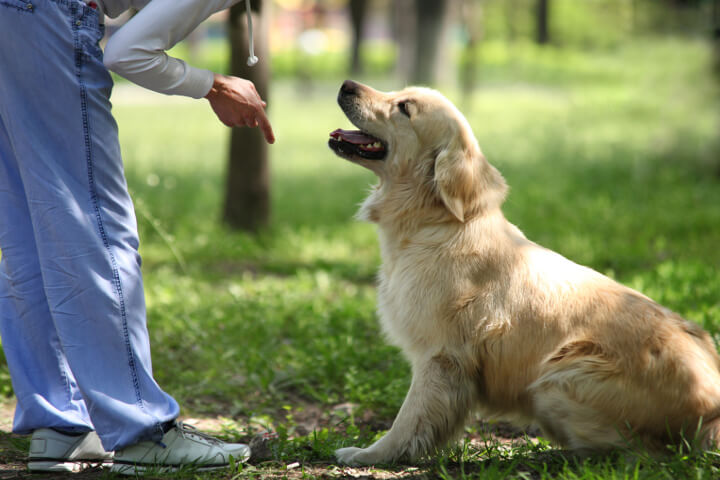 l'éducation d'un chien