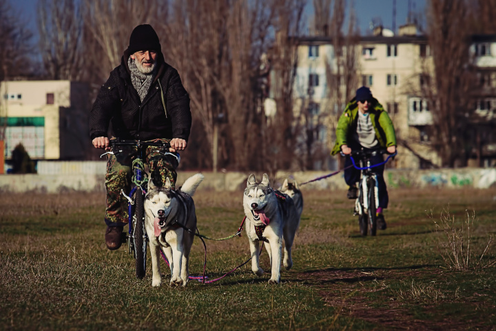 pratique-sport-canin