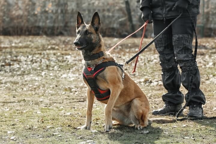 formation maître chien