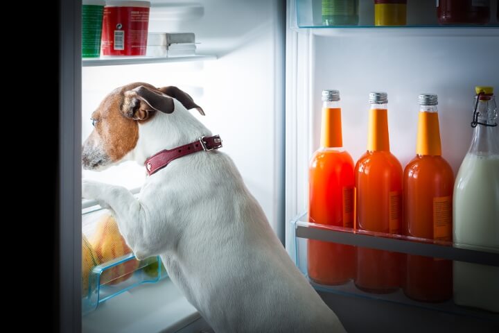 alimentation du chien