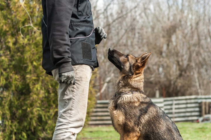 devenir éducateur canin