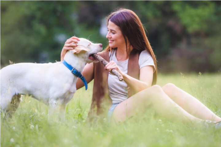 éduquer son chien