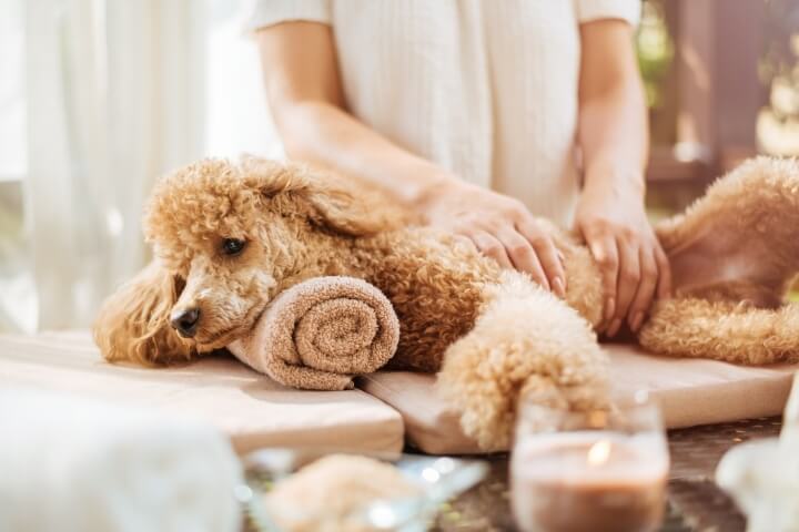 massage canin