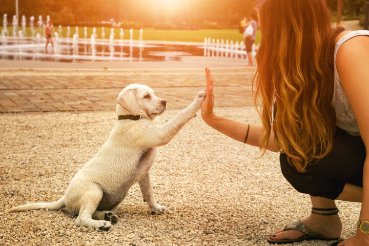 rendre son chiot propre