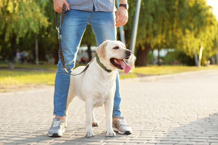 promener son chien