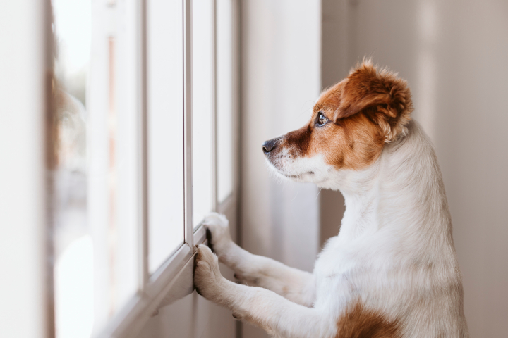 laisser son chien seul